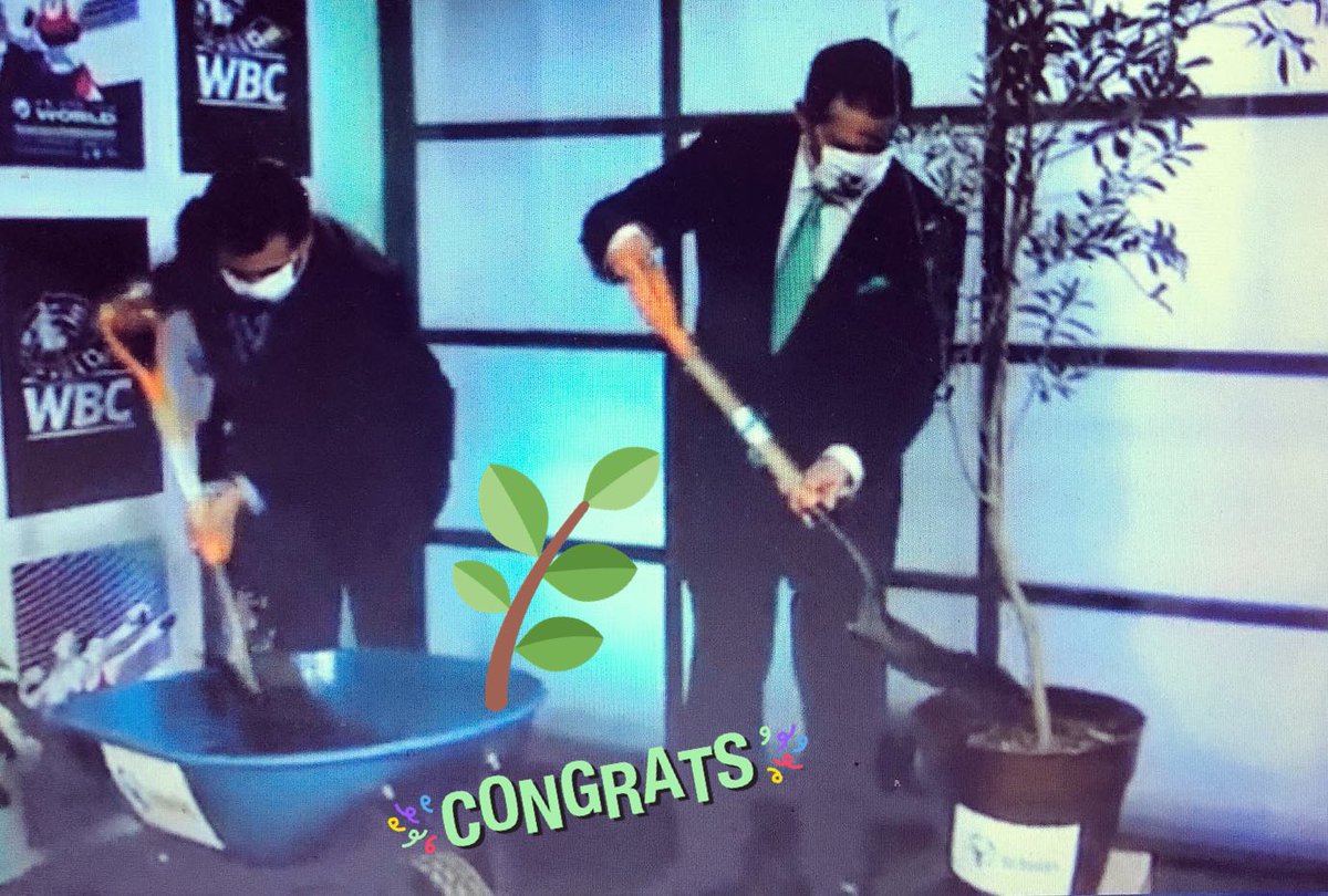 hislas9's tweet photo. El presidente del @WBCBoxing @wbcmoro y @HectorSulaimanS presidente del consejo de asesor de @scholasmexico celebraron los 5 años de la fundación de pontificá @scholasoccurrentes y #BoxVal con la plantación del Olivo  🌿 de la Paz 🙏🏼 Así mismo presentaron el “Guante de la Paz” 🥊 https://t.co/SXBNrFC4Sj