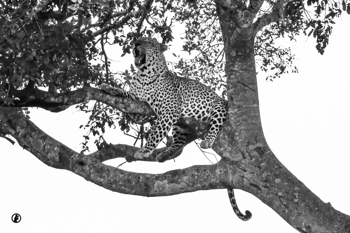 Enjoying the evening at rest.

Male Leopard,Masai Mara,Narok county,Kenya.

#martowanjohiphotograpy #masaimara #narokcounty #leopard #wildlifeofafrica #wildlifeofmasaimara #safaris254 #gamedrives #safariswithmartowanjohi #MagicalKenya #bigcatdiaries #bigcatsofafrica #bdasafaris