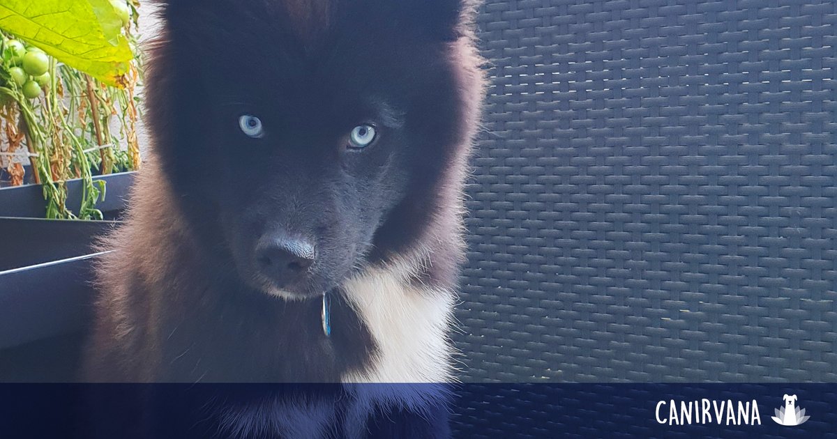 _canirvana's tweet photo. 📘 Consultation ROXA - 🤓🐶😍
Voici Roxa ! Cette toute jeune croisée eurasier-samoyède de 7 mois est extrêmement craintive avec les humains inconnus. 
#chien #chiot #chiencroisé  #eurasier #samoyède #educationcanine #canin #comportementaliste #animaux #animal #francheComté #Doubs https://t.co/QuARlHck5E