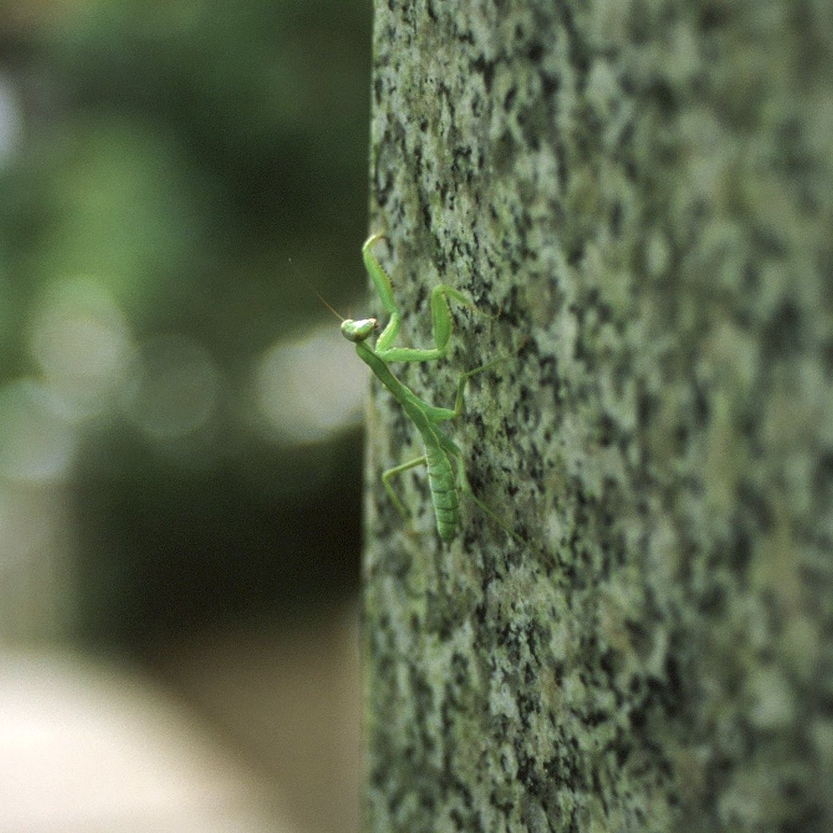 寺までかまきりついてきたか

#カマキリ #mantis #positivefilm #provia100f #flektogon35mm #ポジフィルム

@naraphotoclub