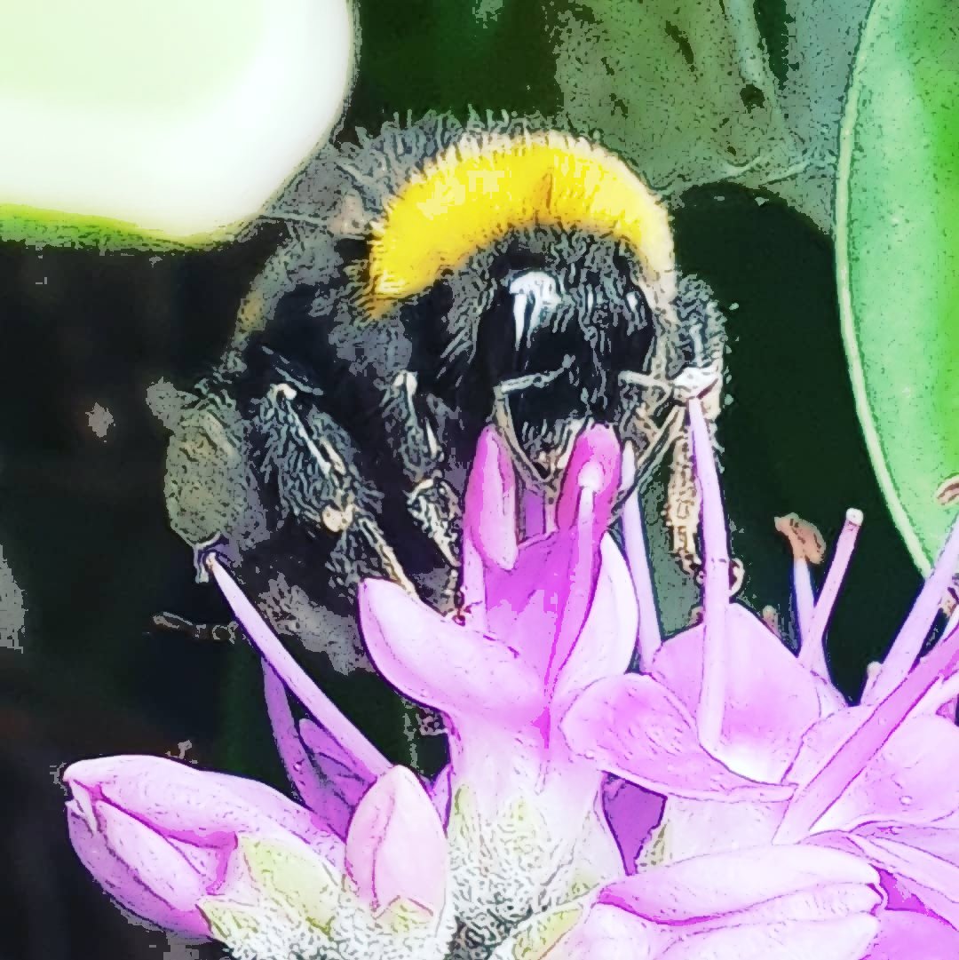 J_Bella_S's tweet photo. #HoneyBeeDay
#myphoto #myart #myjoy #ToShareWithYouAll #EveryoneNeedsNature https://t.co/JRsl4uDNnQ