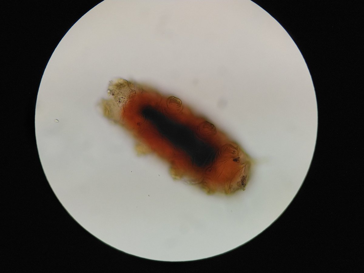 とま 生き物用 さっきの動かない子はやっぱりクマムシだった かわいい ワムシっぽい子はスポイトで吸おうとして吹き飛ばしてしまって行方不明に