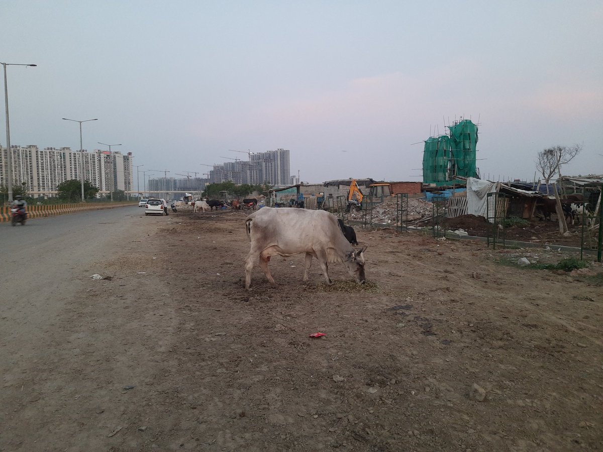 Noida की 7X Welfare टीम (@noida7x) on Twitter photo एनक्रोचमेंट ने हनुमान मूर्ति सड़क को पूरी तरह से घेर लिया है,धूल और प्रदूषण,उल्टी दिशा में गाड़िया चलना,जानवरों का चरना,सब कुछ मिलेगा,किसको बोला जाए <a href="/noida_authority/">NOIDA Authority</a> <a href="/CPCB_OFFICIAL/">Central Pollution Control Board</a> @noidatraffic <a href="/noidapolice/">POLICE COMMISSIONERATE GAUTAM BUDDH NAGAR</a>,संज्ञान लेके उचित कार्रवाई करे। @ShikhaTOI <a href="/shalabhTOI/">Shalabh</a> <a href="/Mukesh2121971/">MUKESH VAISH</a> एनक्रोचमेंट ने हनुमान मूर्ति सड़क को पूरी तरह से घेर लिया है,धूल और प्रदूषण,उल्टी दिशा में गाड़िया चलना,जानवरों का चरना,सब कुछ मिलेगा,किसको बोला जाए <a href="/noida_authority/">NOIDA Authority</a> <a href="/CPCB_OFFICIAL/">Central Pollution Control Board</a> @noidatraffic <a href="/noidapolice/">POLICE COMMISSIONERATE GAUTAM BUDDH NAGAR</a>,संज्ञान लेके उचित कार्रवाई करे। @ShikhaTOI <a href="/shalabhTOI/">Shalabh</a> <a href="/Mukesh2121971/">MUKESH VAISH</a>