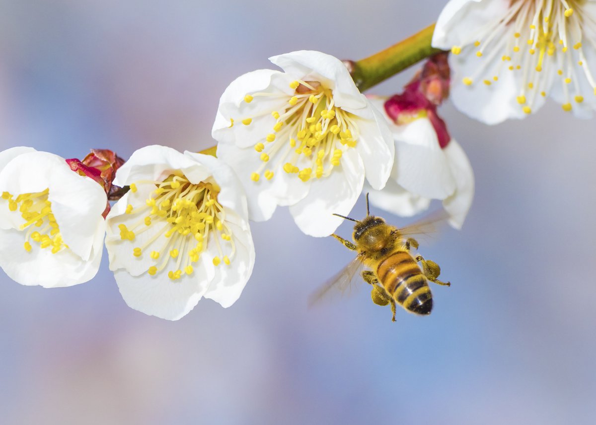 NationalHoney's tweet photo. Happy #NationalHoneyBeeDay! For all they do to keep our world buzzing, we take every chance we get to celebrate the humble honey bee. Learn more about National Honey Bee Day and simple ways you can help them here: https://t.co/7b1ABqqpR8 🐝 https://t.co/AJV1KzqZwR