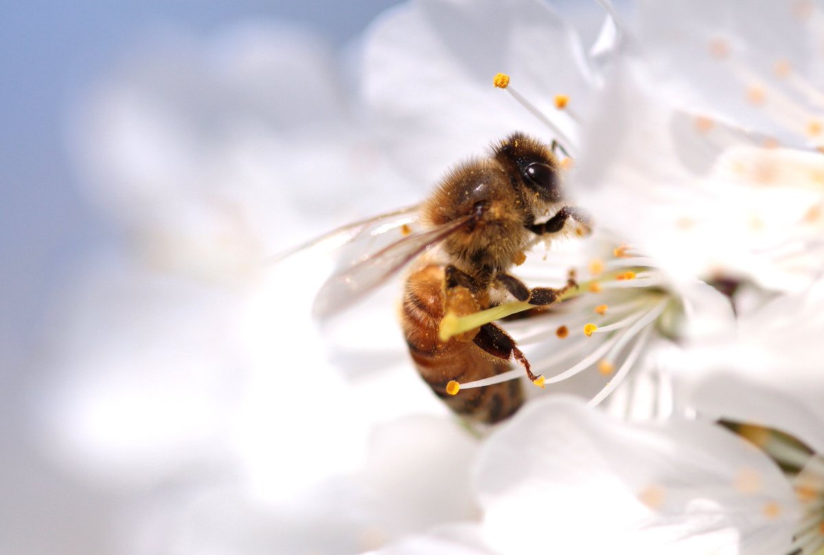 NationalHoney's tweet photo. Happy #NationalHoneyBeeDay! For all they do to keep our world buzzing, we take every chance we get to celebrate the humble honey bee. Learn more about National Honey Bee Day and simple ways you can help them here: https://t.co/7b1ABqqpR8 🐝 https://t.co/AJV1KzqZwR