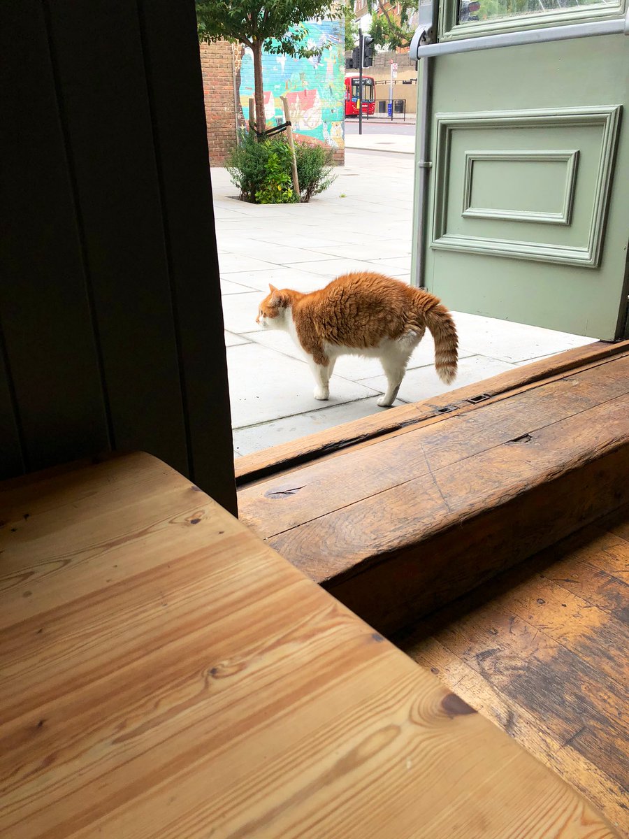 bar_bint's tweet photo. Guess who just saw a dog walk past @TheDespard....
β οΈπ #TriangleCat https://t.co/unAzeORis5