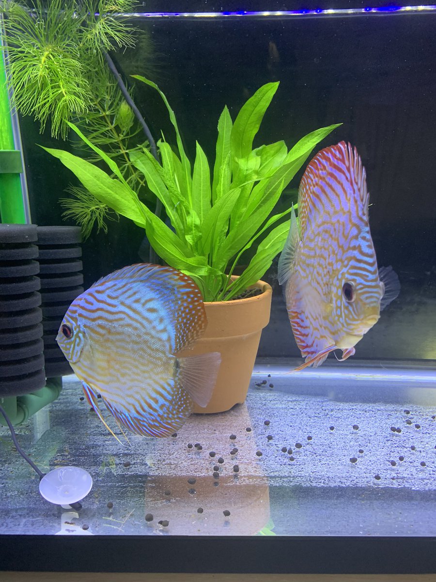 ソイル買いにディスカス専門店に行ったらダメよねえ💦
ディスカスも復活したい私が行くとどうなるか、我慢出来る訳無いです😅

ディスカス復活しましたッと🎉
ディスカス好きの皆様、よろしくお願いしますm(_ _)m

＃ディスカス
＃ドイツジャーマンロートターキス