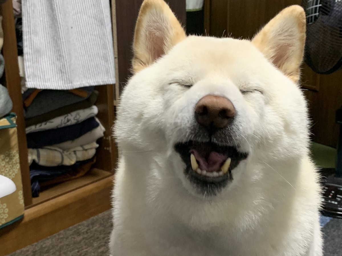 挟まったわんこ ヘソ天わんこ 犬部ベストショット とても味わい深い顔やポーズが集まったので ぜひ癒されてほしい Togetter 挟まったわんこ ヘソ天わんこ 犬部ベストショット とても味わい深い顔やポーズが集まったので ぜひ癒されてほしい Togetter