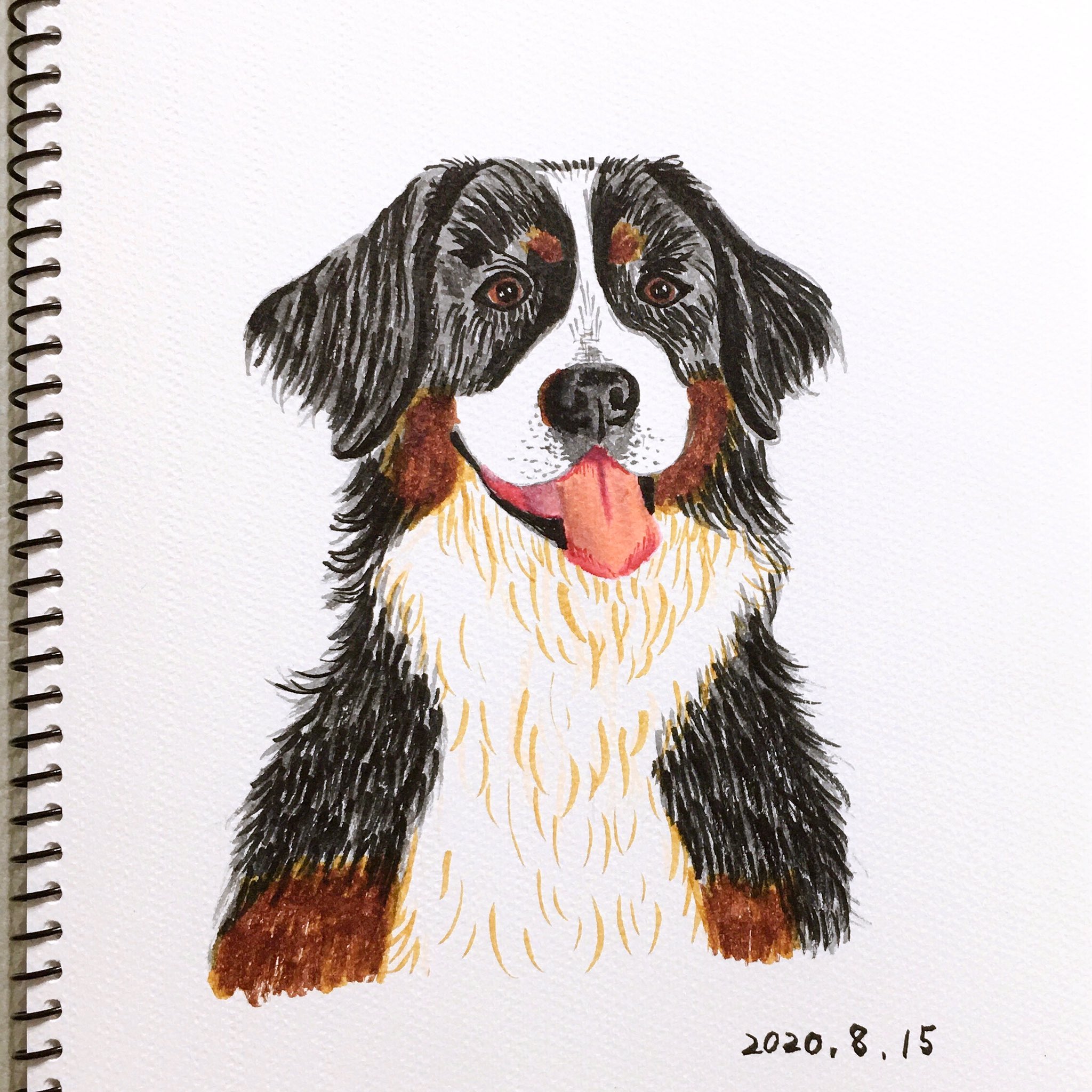 Chippoke ようこ 犬絵 52 バーニーズマウンテンドッグ 水彩筆ペンでの表現難しい 毛並みの感じは出るけど 色分けが難しい 水彩筆ペン イラスト 犬イラスト 犬の絵 犬 Chippoke犬絵 T Co Wilttcgk6u Twitter