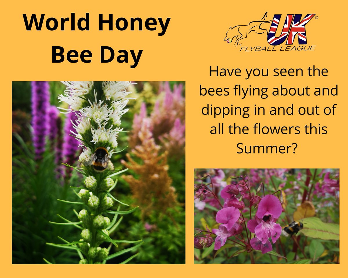 UKFlyball's tweet photo. 🐝 WORLD HONEY BEE DAY 🐝

Bees are such a huge part of our ecosystem, so to be able to see them buzzing around doing their jobs is such a privilege!

Have you spotted any and managed to take some photos? Why not share them with us using #UKFLrocks and #UKFLcares https://t.co/Um6GAm6PLI