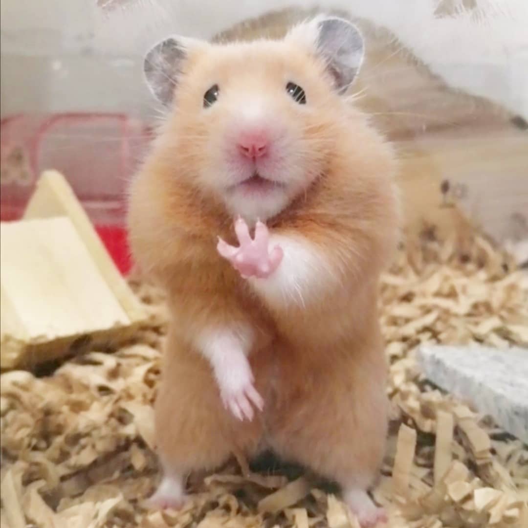 tofusora_ham's tweet photo. ぬいぐるみみたいだよね🧸🐹

#ハムスターそらたくん https://t.co/wpZFYEStng