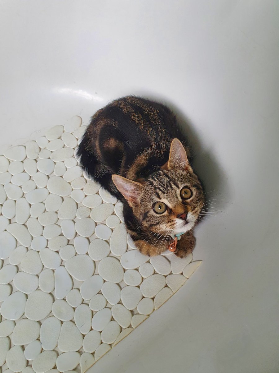 arya_felix's tweet photo. Mum said if you wanna find me be sure to check da bathtub 🛀 mol #Caturday https://t.co/CRns2OzDYg