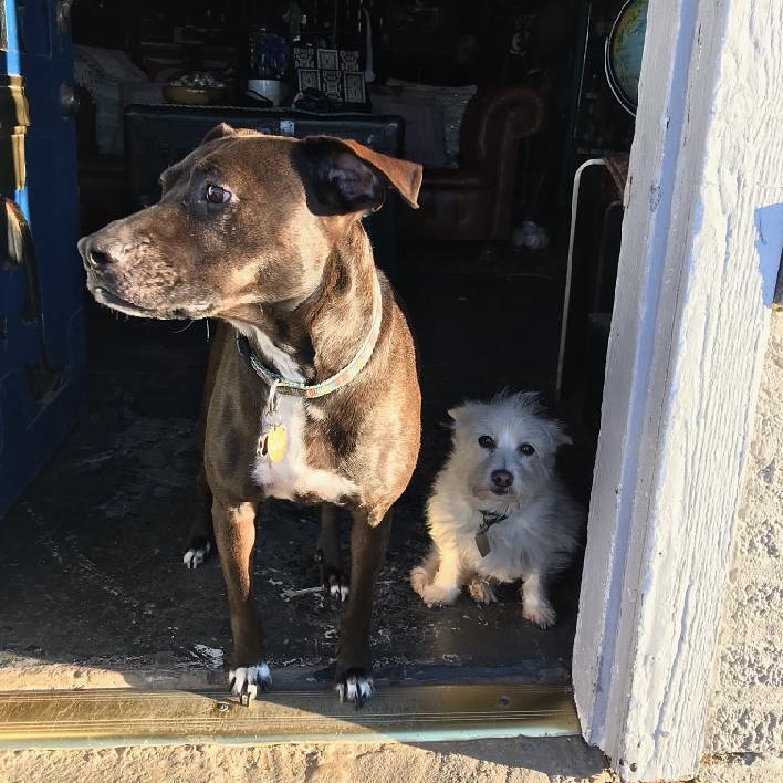 the_roseberry's tweet photo. The shop dogs cant wait to great you!
.
.
#shopdogs #saturdayvibes #6thstreet #uniqueshopping #localartist #texaswine #craftbeer #madeinusa #helloamarillo #gifts #homedecor https://t.co/aUYPOrujKF