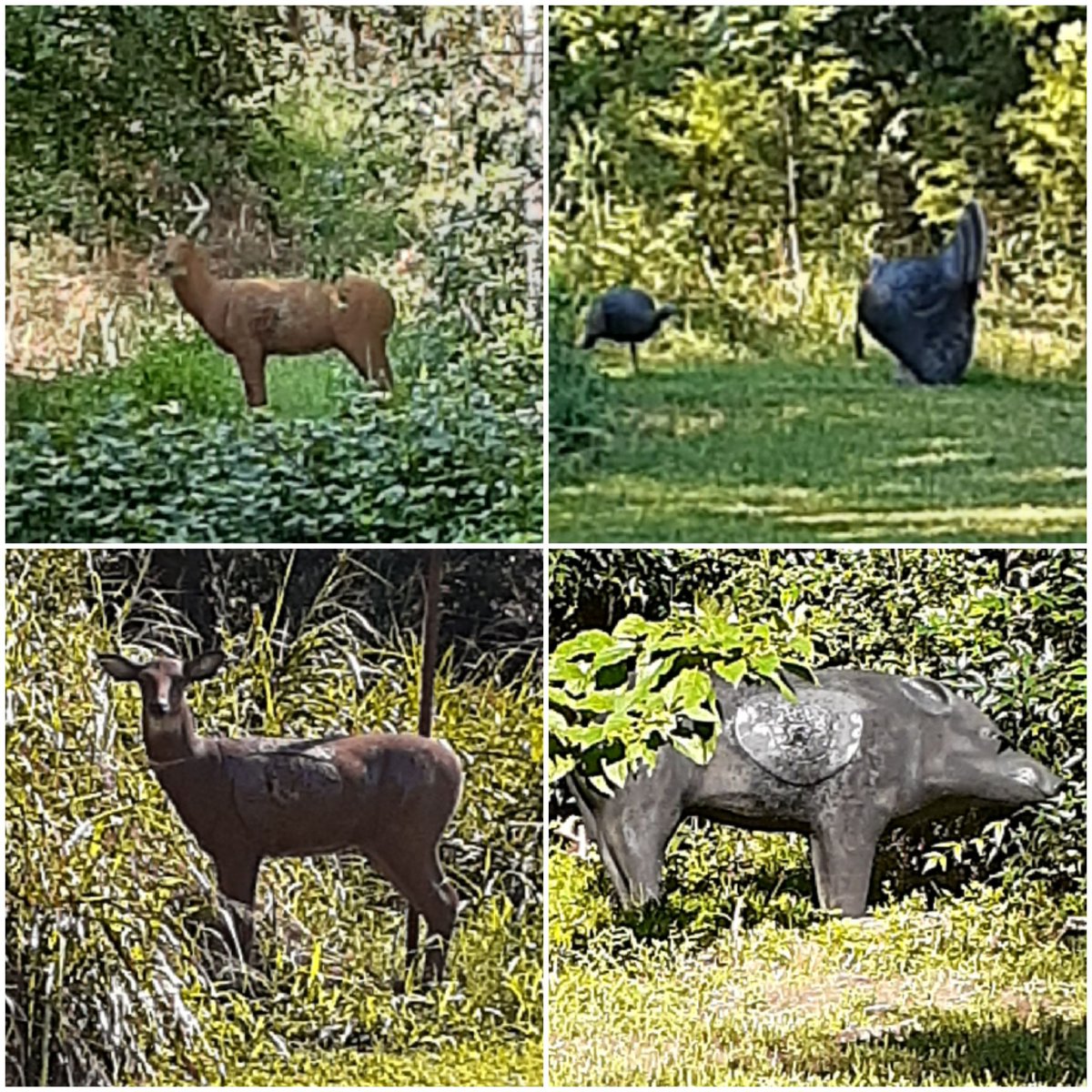 keith_masingale's tweet photo. Out for a little early morning 3D practice. Season is drawing near 👏. God created some amazing beauty for is to be stuards over! #bowpractice https://t.co/dLgRpvc1jO
