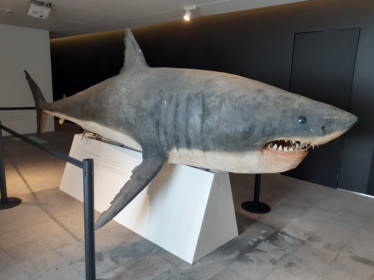 This is the shark in the hall of Ponta Delgada's Carlos Machado Museum (local history and geography museum).The difference between the two pieces is basically the packaging (and 10 million USD). @rorysutherland knows one thing or two about how to best brand these things.14/n