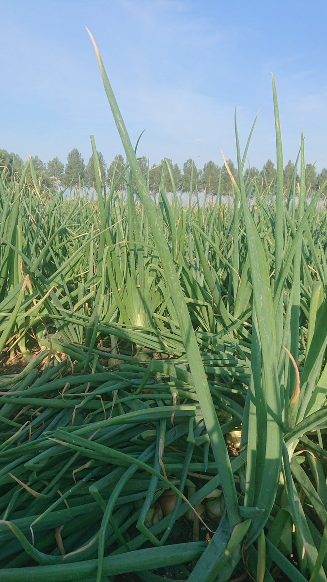 cajschouten's tweet image. #Hyfive staat in het zonnetje te stralen ja ik zie je, fotomodel denk ik