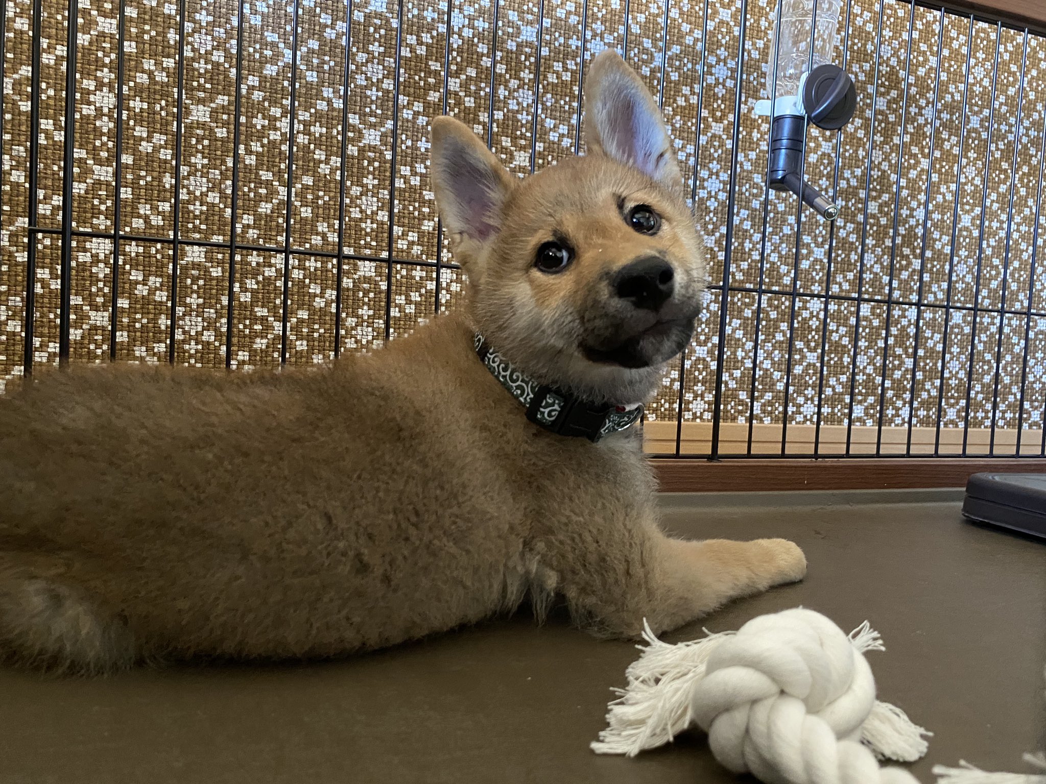 柴犬おもち Omothidazo Twitter