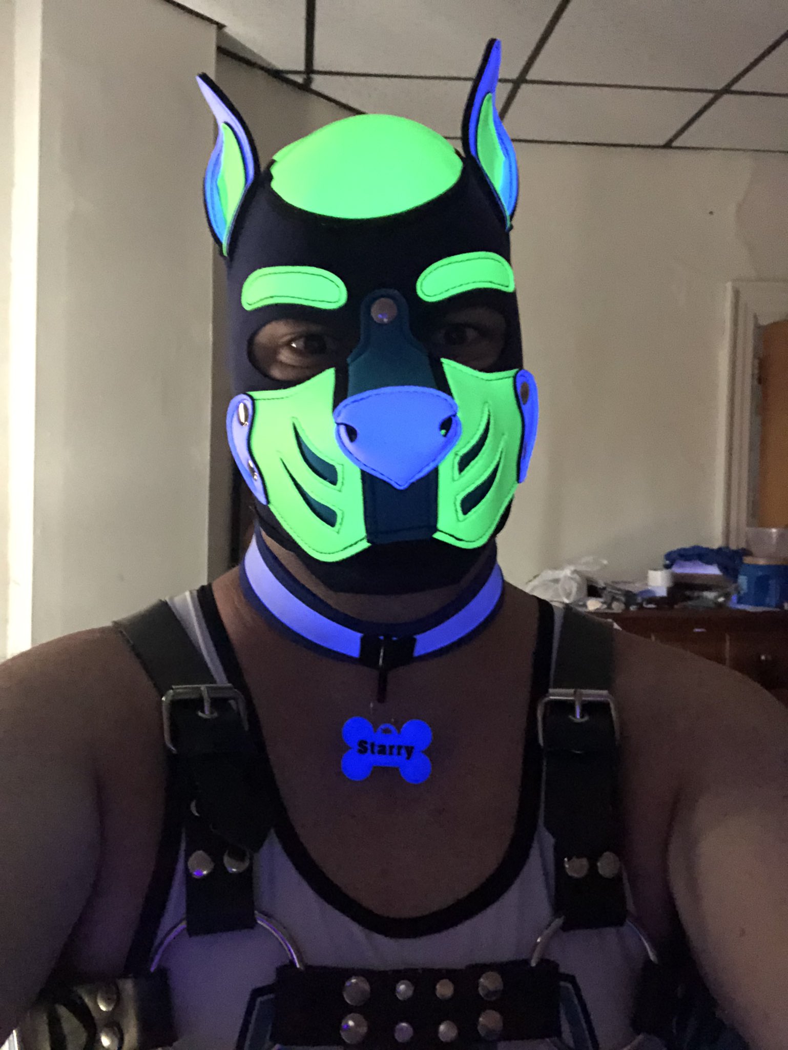 Service Pup Starry MAL on X Arf puppy s about to have some fun in the new hood PupPlay Gear HumanPup Kink https t 58FFWpq3Nk X