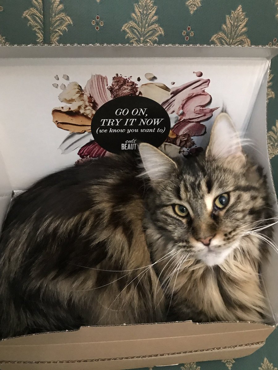 ghizalaavan's tweet photo. “You’re asking me about my beauty secrets? It’s all in the box @cultbeauty #CatsOfTwitter ” 💕❤️💕 https://t.co/rP098mgBH9