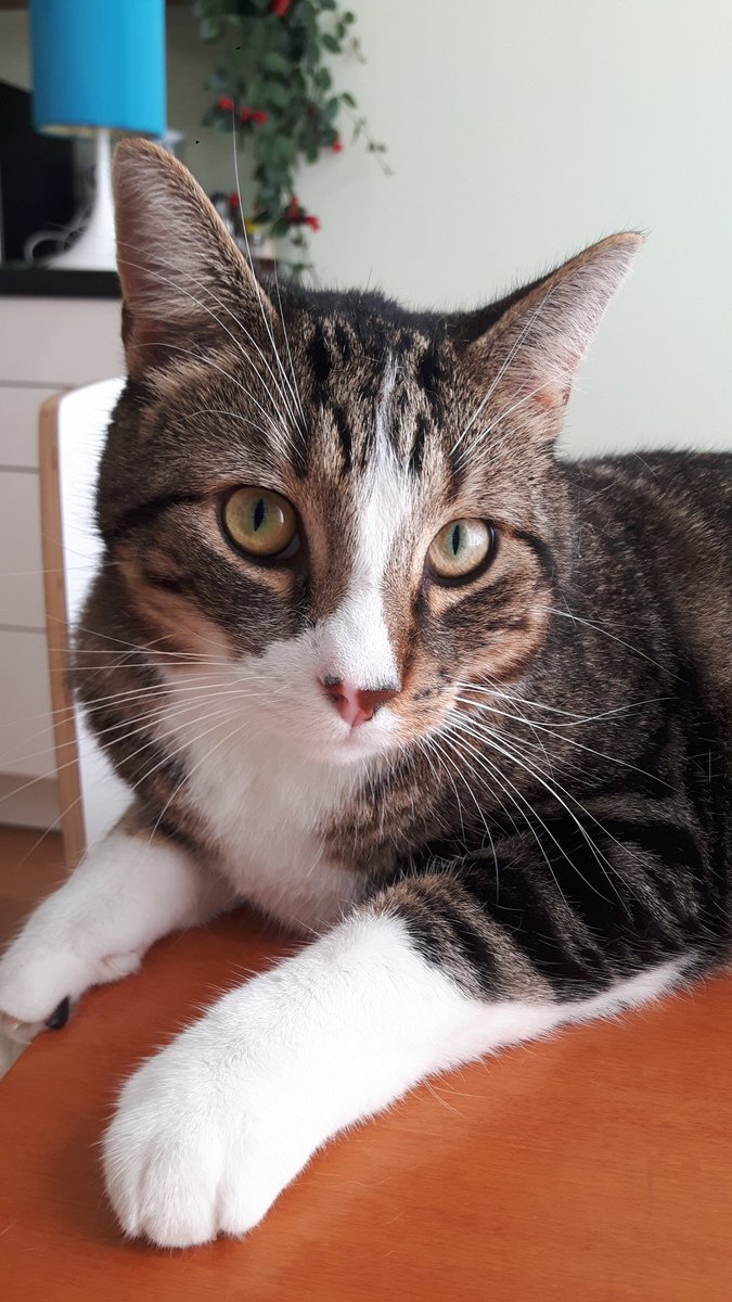 PacificatsKaty's tweet photo. Hebben jullie het ook nog steeds zo warm? #kattenoppas #LeidscheRijn https://t.co/mzso56HqKJ