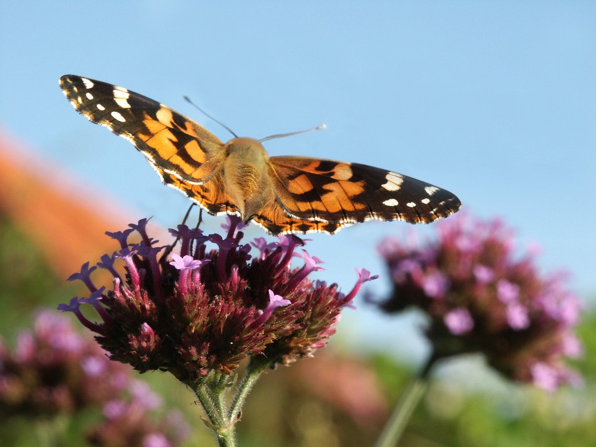 LindzyCoombs's tweet photo. The stunning ‘Painted Lady’ butterfly seen in #Sussex (photo credit goes to my brilliant Dad) 📷🦋 #butterfly #conservation  #nature https://t.co/voFkKKJslQ