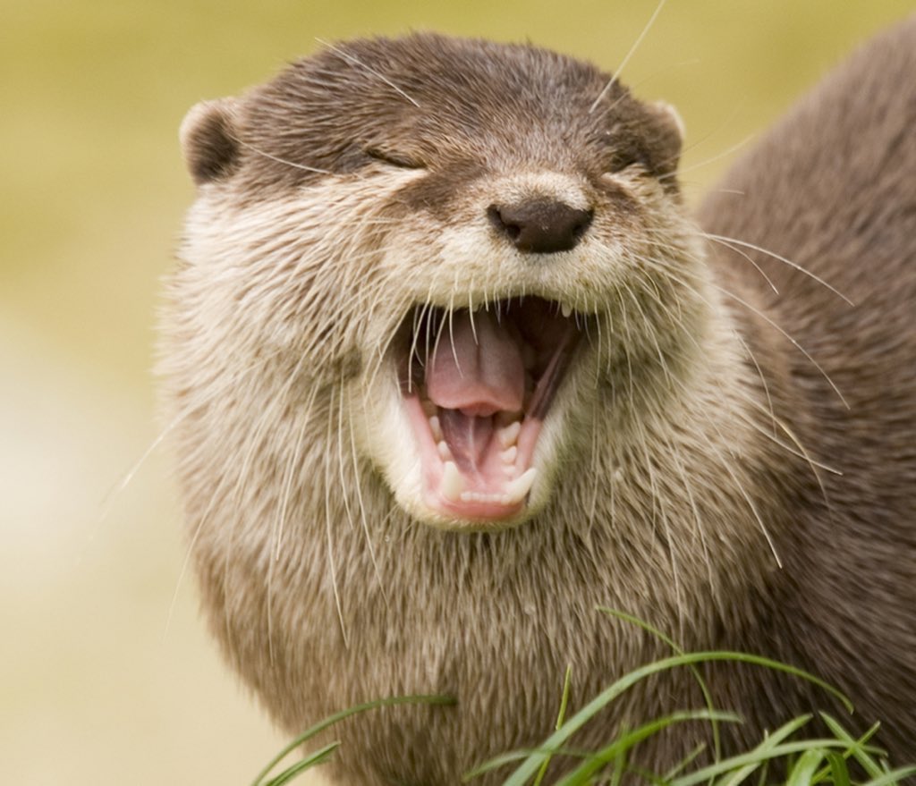 youngjae as otter   — a devastating thread