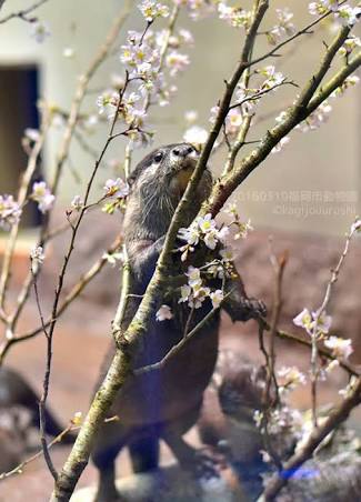 youngjae as otter   — a devastating thread