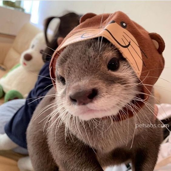 youngjae as otter   — a devastating thread