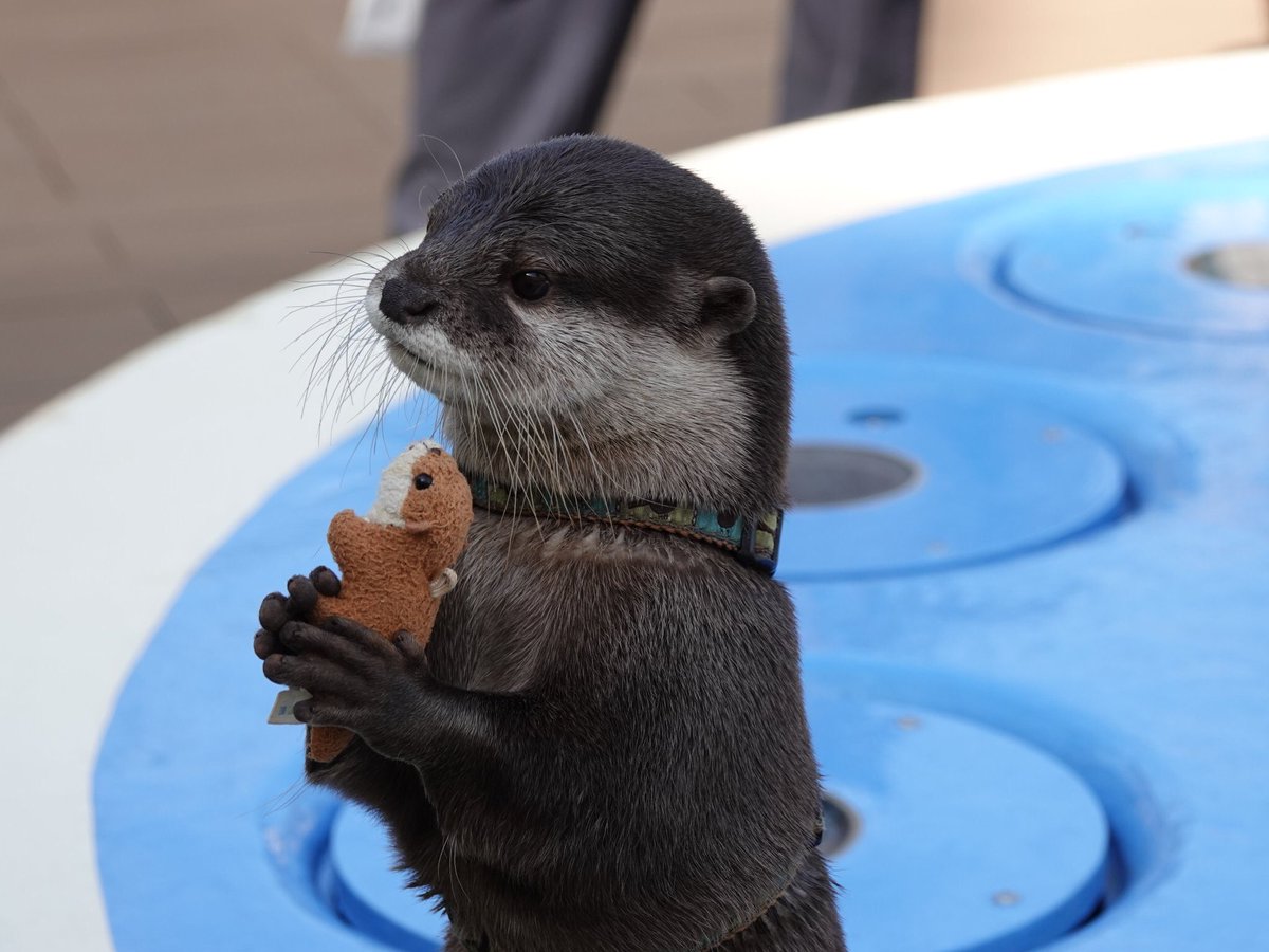 youngjae as otter   — a devastating thread