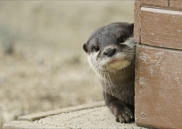 youngjae as otter   — a devastating thread