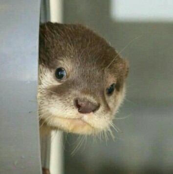 youngjae as otter   — a devastating thread