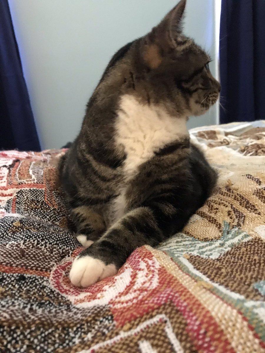 JuneRodham's tweet photo. What’s that sound? Treats? #Caturday #SaturdayMotivation #CatsOfTwitter #Tabby https://t.co/90EN6Sf91O