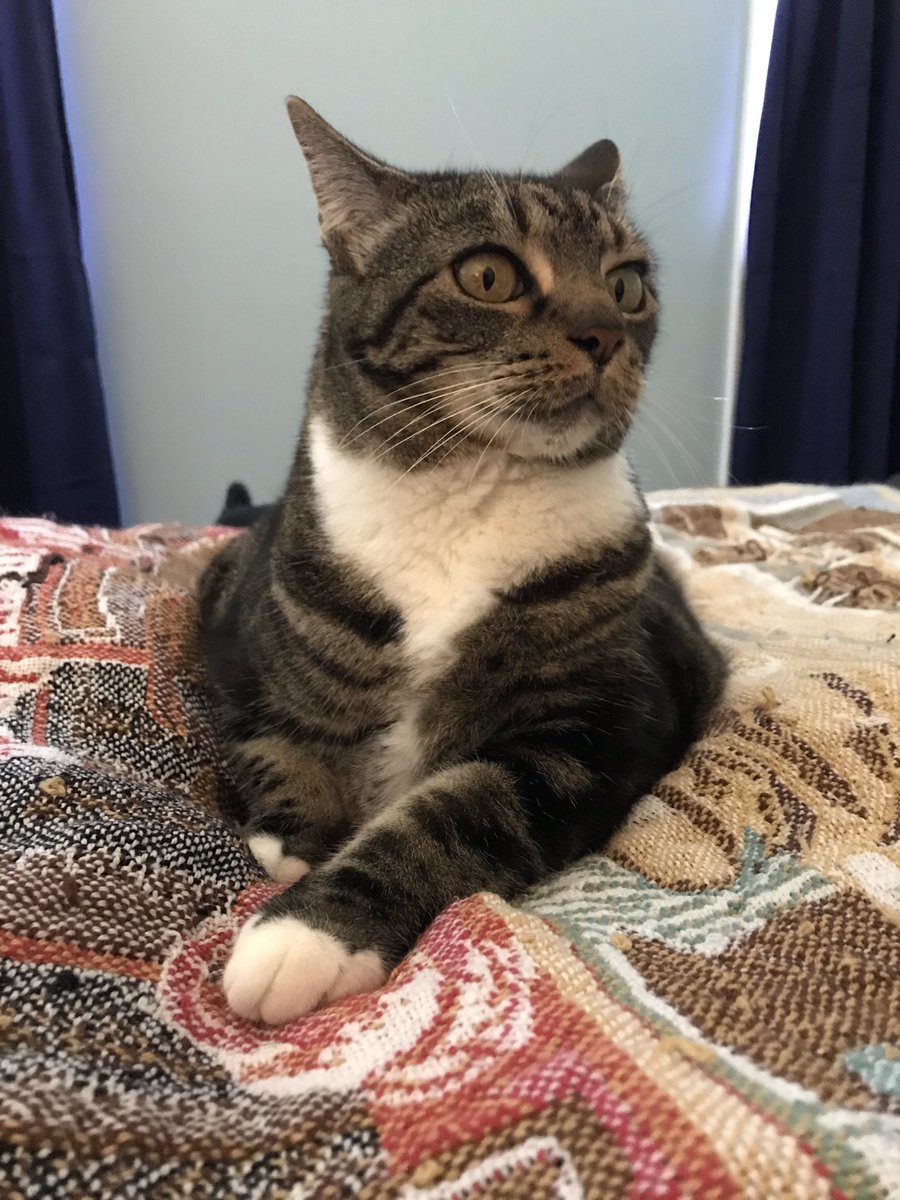 JuneRodham's tweet photo. What’s that sound? Treats? #Caturday #SaturdayMotivation #CatsOfTwitter #Tabby https://t.co/90EN6Sf91O
