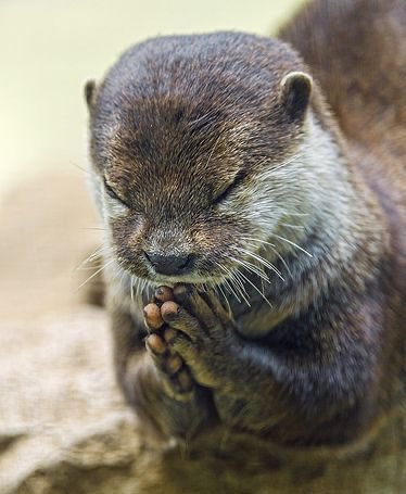 youngjae as otter   — a devastating thread