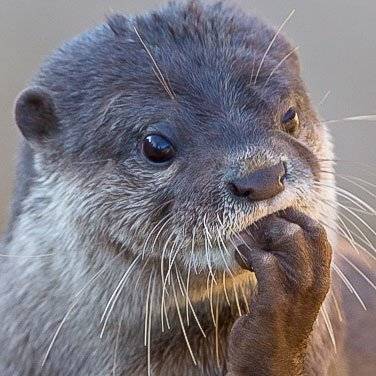 youngjae as otter   — a devastating thread