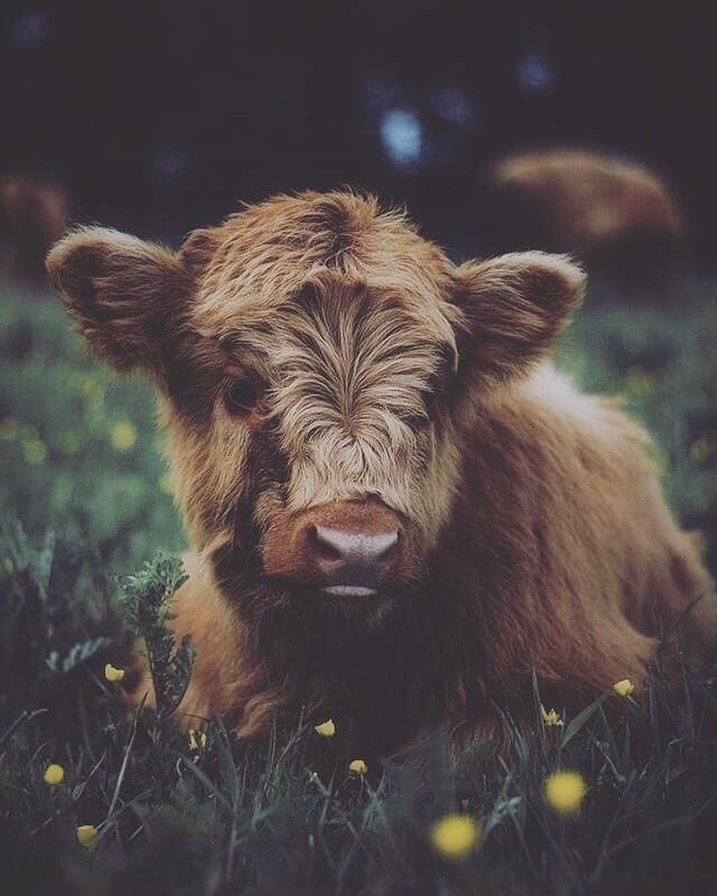 Cute Cows tweet media