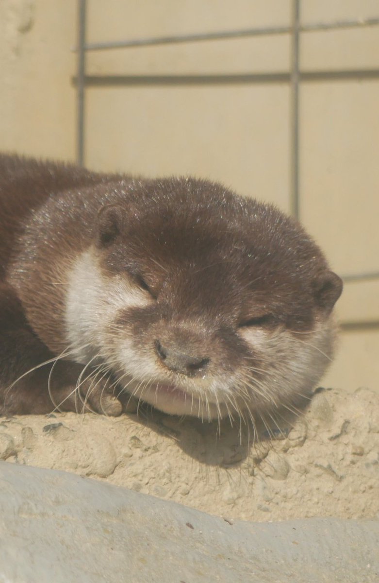 youngjae as otter   — a devastating thread