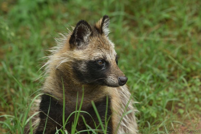 タヌキ 高画質 のtwitterイラスト検索結果 タヌキ 高画質 のtwitterイラスト検索結果