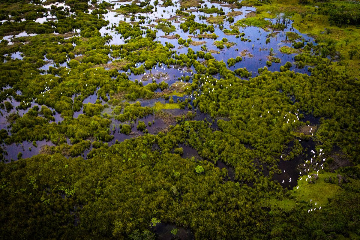 sparksciencenow's tweet photo. The always delightful & rad conservationist, @NatGeo explorer, @JacksonWild fellow, @NikonAsia ambassador, @jgbmejia spoke with us about his path in nature photography. #SciComm #SciCommSaturday #Wetlands
Image credit: Gab Mejia @NatGeoPhotos
https://t.co/eayr5RKWte https://t.co/vAD3jAiKgC