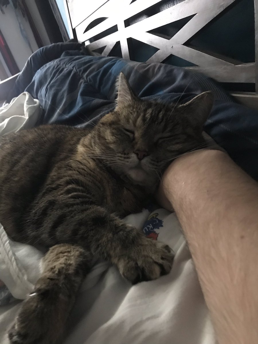 Cat is holding me hostage. Send help.