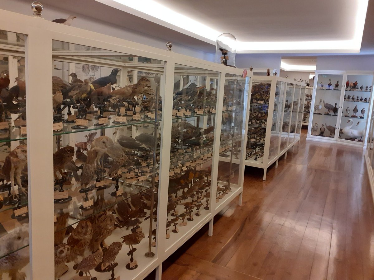 Otherwise, the museum exhibits a skeleton of a sperm fish, that were hunted here well into the 20th century, a lot of stuffed local birds and a strange collection of bicephalous calves.18/n &ndash; bei  Museu Carlos Machado - Núcleo de Santa Bárbara