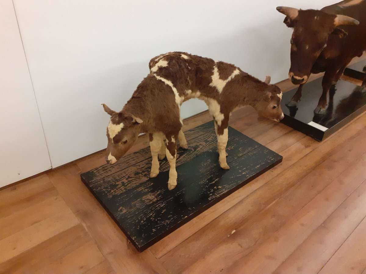 Otherwise, the museum exhibits a skeleton of a sperm fish, that were hunted here well into the 20th century, a lot of stuffed local birds and a strange collection of bicephalous calves.18/n &ndash; bei  Museu Carlos Machado - Núcleo de Santa Bárbara