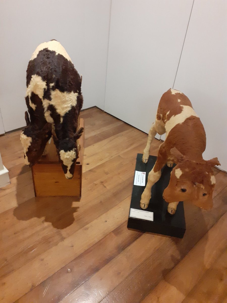 Otherwise, the museum exhibits a skeleton of a sperm fish, that were hunted here well into the 20th century, a lot of stuffed local birds and a strange collection of bicephalous calves.18/n &ndash; bei  Museu Carlos Machado - Núcleo de Santa Bárbara