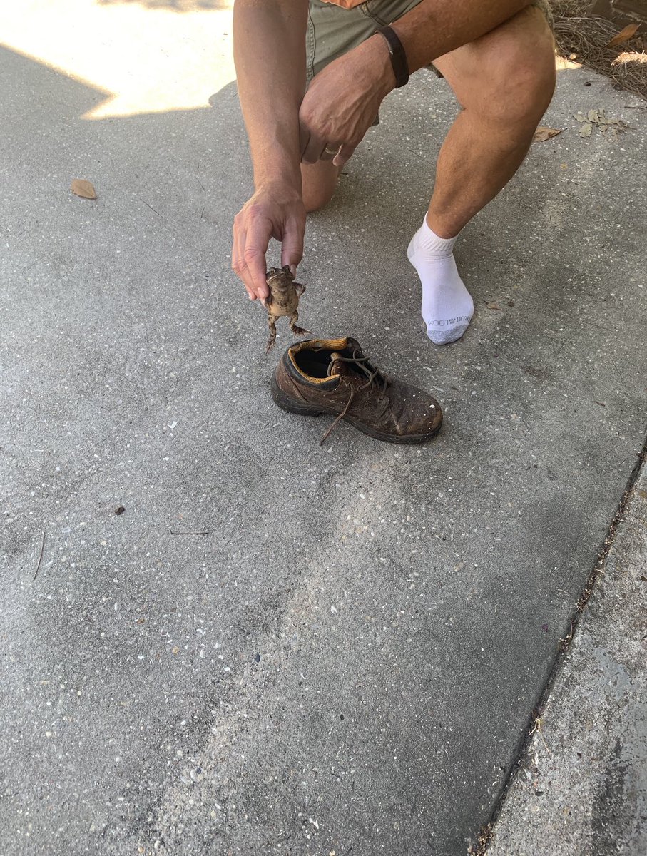 essab_2's tweet photo. So my dad found a frog in his shoe this morning and this frog is ready to fight 🤣🤣 https://t.co/Ga72mRAdID