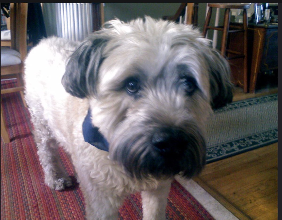 Jamiejhagen's tweet photo. I’m saddened to hear of the passing of #HowellBinkley. I met Howell in NYC as a dog walker when I took care of two of his (very large!) pups, Bentley and Hazel. Tony award winning lighting design for Hamilton yes, but also just an all around great guy. Lucky to have known him. 💕 https://t.co/8QQaM55ziv