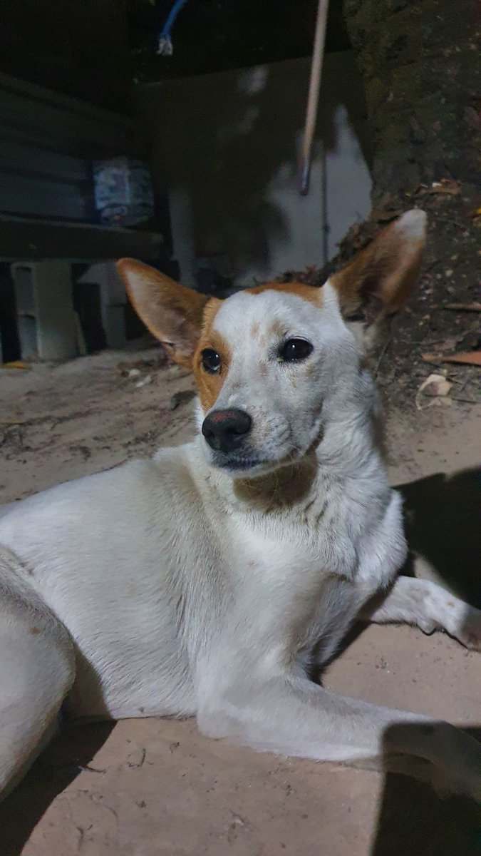 safarolumor's tweet photo. (thread): #cinomose #rifa #dog #ajuda
RIFA DA PIPOCA
Pipoca, essa lindeza da foto, era uma cachorrinha de rua vivendo há 4 meses na vizinhança. "Adotamos" ela: dávamos comida e água.
Ela então acabou ficando por aqui, mas "morando na rua". https://t.co/3l3exhSjm5