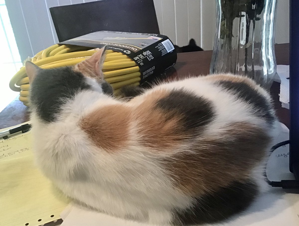 artdecored's tweet photo. #Coworker Minnie left her other bed as she could not resist Meowmy’s therapy and wound notes on #caturday #somehelp https://t.co/2TeQRg28E1