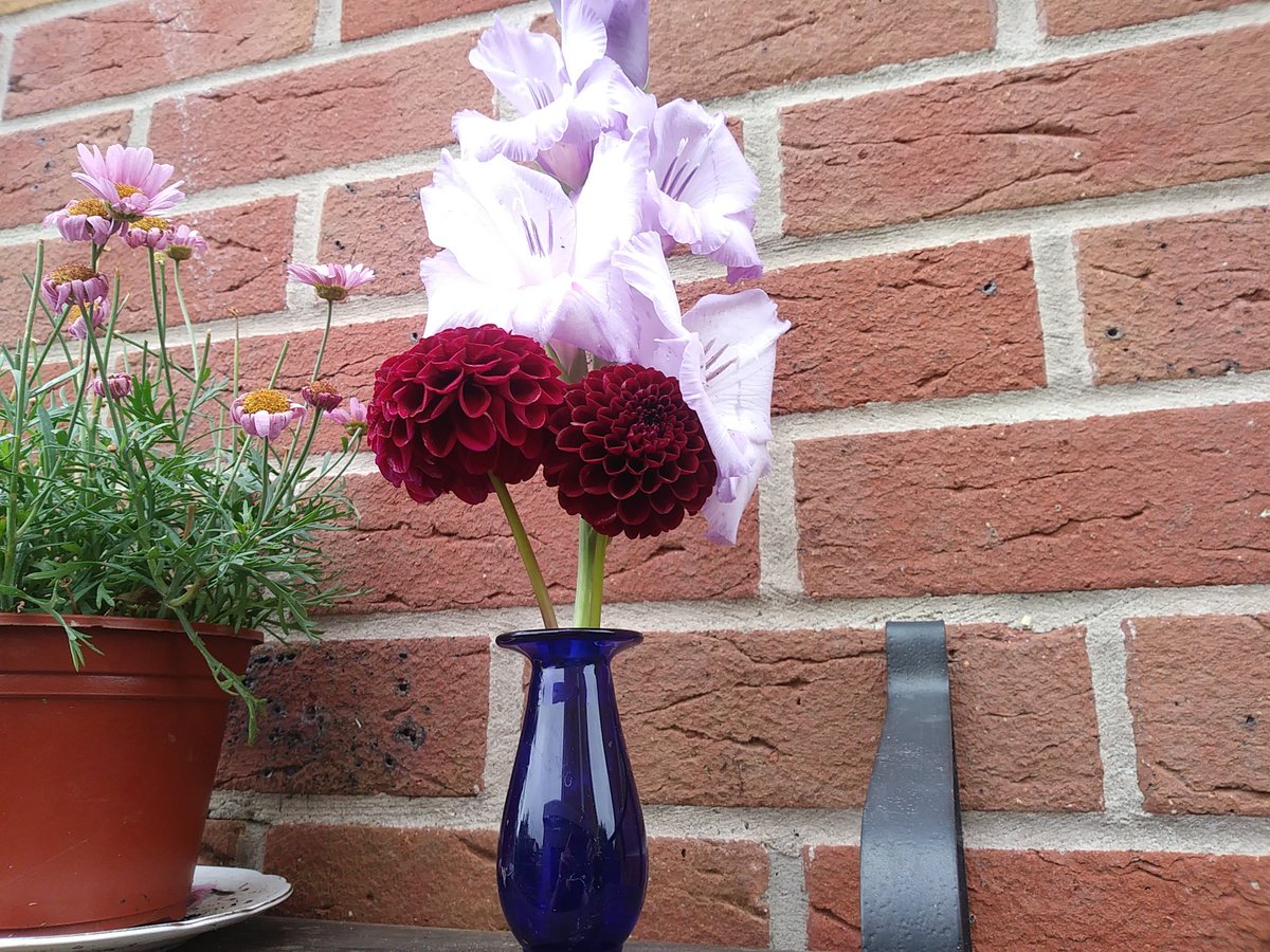 GraemeEdwards1's tweet photo. Here was me smuggly thinking this dahlia didn't need any support only to find part of it snapped off in the heavy rain. The gladiolus was always doomed to topple #Iwasafool #dahlialove https://t.co/foF1aoMUv8