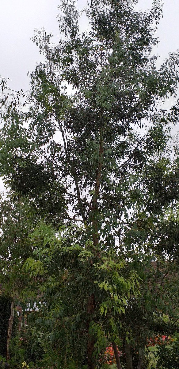PaulTwyman2's tweet photo. Our amazing Eucalyptus at Yoakley House. Varieties are E.gunnii,  E Cordata,  E Dalrympleana and mixed species all grown from seed,  and none are more than 6 yrs old,  were lifting the lower branches to show of the amazing snake skin bark as they start to mature. https://t.co/1wG9m1wi8j