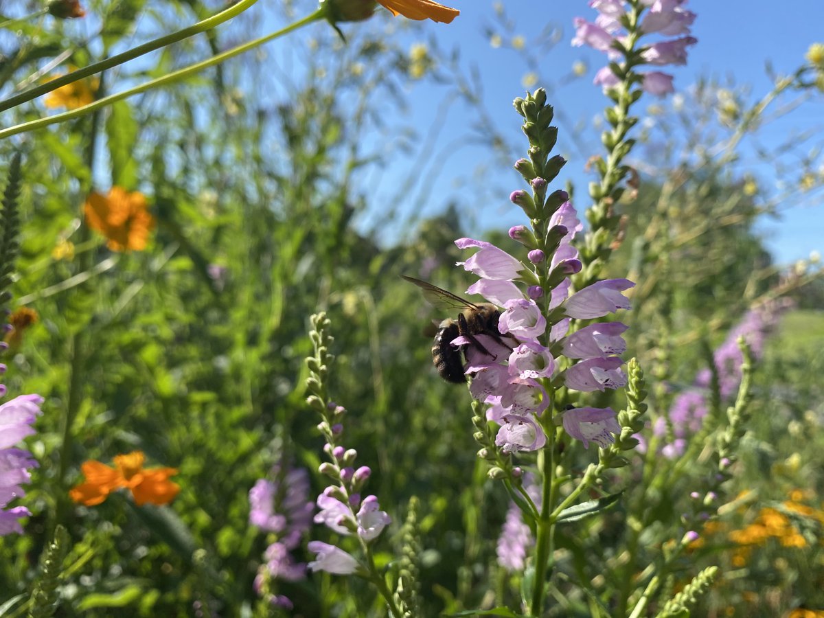 kibiorg's tweet photo. Summer in one 📸

#pollinators #KIBees #nativeplants #prairieflowers #loveindy #greenspace https://t.co/xQjEiWVZTm